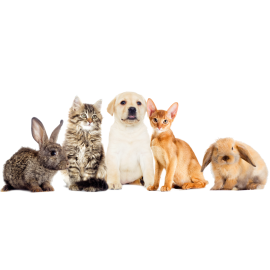 Abra Pet Supplies (2)